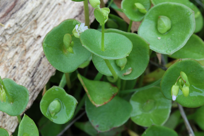 Miner's Lettuce